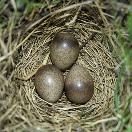 Nest met eieren van de veldleeuwerik