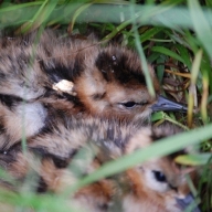 Jonge grutto's in het nest